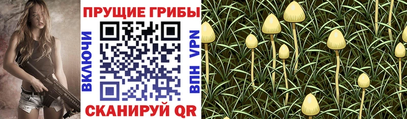 Галлюциногенные грибы Cubensis  Купить где  Шенкурск 
